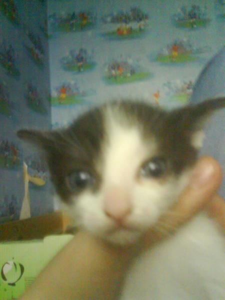 mon  petit chat 2