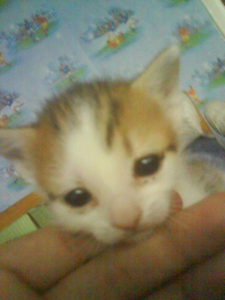 mon  petit chat
