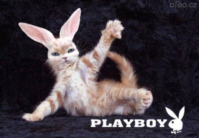 chat playlboy